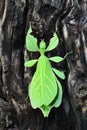 Leaf insect or walking leave