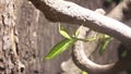 A leaf insect walks on a branch