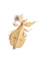 Leaf Insect on White Background. Royalty Free Stock Photo