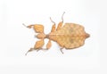 Leaf Insect on White Background. Royalty Free Stock Photo