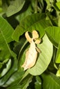 Leaf insects Phylliidae are camouflaged, Indonesia