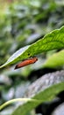 leaf insects that take shelter under the leaves Royalty Free Stock Photo