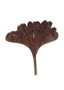 leaf isolated autumn leaf brown natural decoration season limited edition promotion material