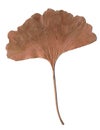 leaf isolated autumn leaf brown natural decoration season limited edition promotion material