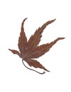 leaf isolated autumn leaf brown natural decoration season limited edition promotion material