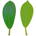 A leaf isolated over a white background