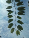 The leaf isolated by sky background Royalty Free Stock Photo