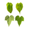 Leaf isolated on white background with clipping path. Leaves use for brush and more decorative