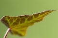 Leaf of Ivy Royalty Free Stock Photo