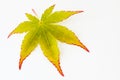 Leaf of a Japanese maple tree Royalty Free Stock Photo