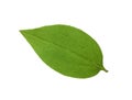 Leaf of jasmine plant isolated on white Royalty Free Stock Photo