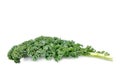 Leaf of kale cabbage Royalty Free Stock Photo