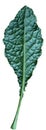 leaf  kale on white background isolate Royalty Free Stock Photo