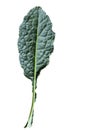 leaf  kale on white background isolate Royalty Free Stock Photo