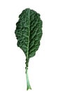 leaf  kale on white background isolate Royalty Free Stock Photo