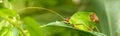 leaf katydid Royalty Free Stock Photo