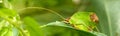 leaf katydid