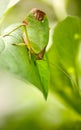 leaf katydid