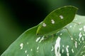 Leaf katydid