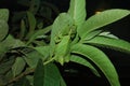 Leaf Katydid Hanging in The Leaves Royalty Free Stock Photo