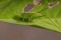Leaf Katydid Nymph Royalty Free Stock Photo