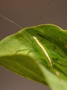 Leaf Katydid Nymph Royalty Free Stock Photo