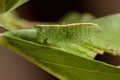 Leaf Katydid Nymph Royalty Free Stock Photo