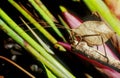 Leaf Katydid Royalty Free Stock Photo