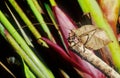 Leaf Katydid Royalty Free Stock Photo