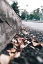 Leaf on the floor