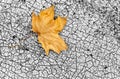 A leaf is laying on a cracked concrete surface Royalty Free Stock Photo