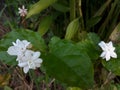 Jasmine whiteflower
