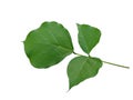 Leaf or leaves Isolated on white background. Erythrina variegata tree.