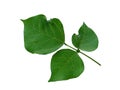 Leaf or leaves Isolated on white background. Erythrina variegata tree.