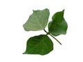 Leaf or leaves Isolated on white background. Erythrina variegata tree.