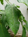 Leaf leaves rain water drop droplet green nature beauty stem plant closeup close green leaf Royalty Free Stock Photo