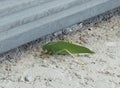 Leaf with legs/ A bug& x27;s life Royalty Free Stock Photo
