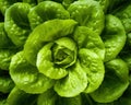 The leaf lettuce background is macro leaf lettuce.