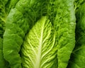 The leaf lettuce background is macro leaf lettuce.