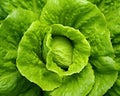 The leaf lettuce background is macro leaf lettuce.