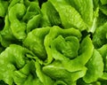 The leaf lettuce background is macro leaf lettuce.