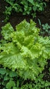 Leaf lettuce, depending on the growth form and leaf type