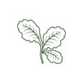 Leaf lettuce icon