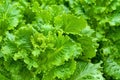 Leaf lettuce plantation in vegetable garden