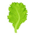 Leaf of lettuce salad, colorful, detailed drawing isolated on white background. Ingredient, tasty herb. Design element for Royalty Free Stock Photo