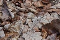 Brown oak leaves lie on the ground.