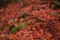 Leaf and light snow ground cover with contrasting red and white