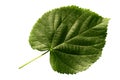 Leaf Lime (Tillia) Royalty Free Stock Photo