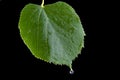 Leaf linden Royalty Free Stock Photo