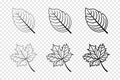 Leaf in line design. Leaves. Autumn leaves in different lines. Leaf vector icons. Vector illustration